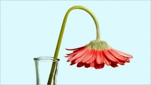 female sexual problem